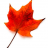 maple