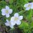 sorrel