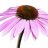 coneflower