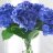 Hydrangea