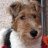 Westie